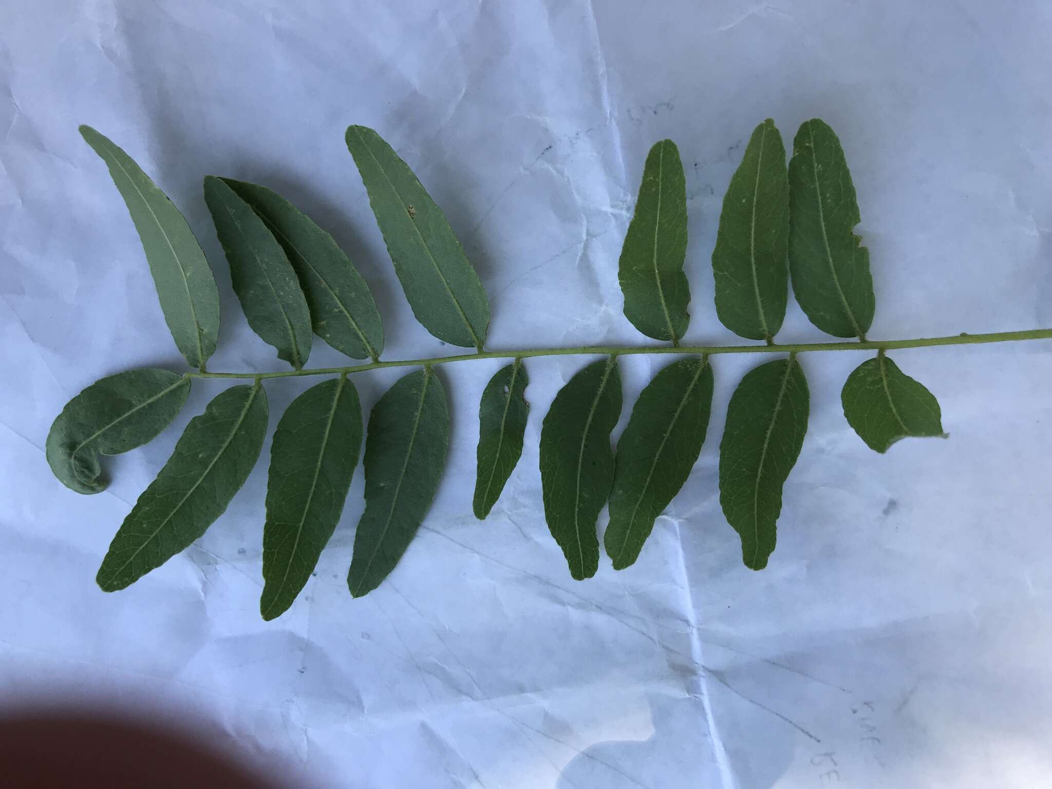 Image of Gleditsia triacanthos f. inermis (L.) C. K. Schneid.