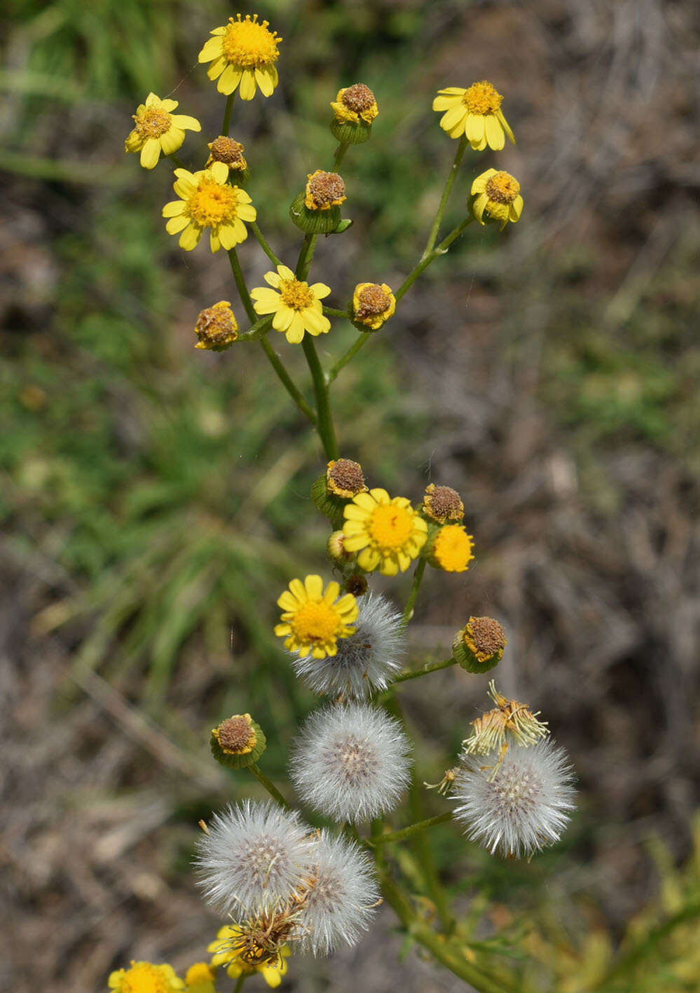 Plancia ëd Senecio brigalowensis I. Thomps.