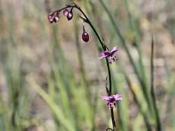 Image of Arthropodium minus R. Br.