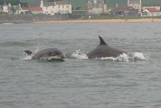 Imagem de Tursiops Gervais 1855