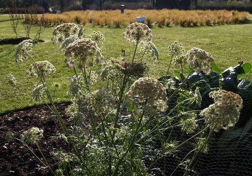 Image of Queen Anne's lace