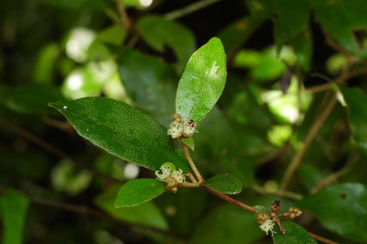 Слика од Croton cascarilloides Raeusch.