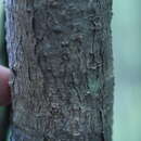 Image of willowleaf sandalwood