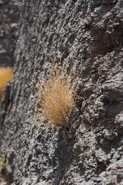 Perityle megalocephala var. oligophylla A. M. Powell resmi