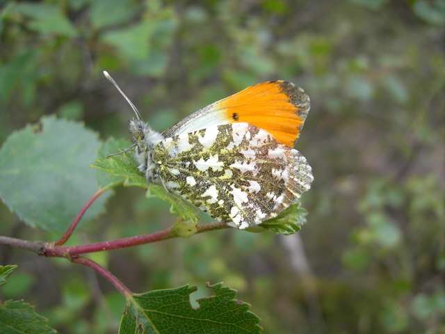 Image of orange tip