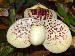 Image of Egg-in-a-nest orchid