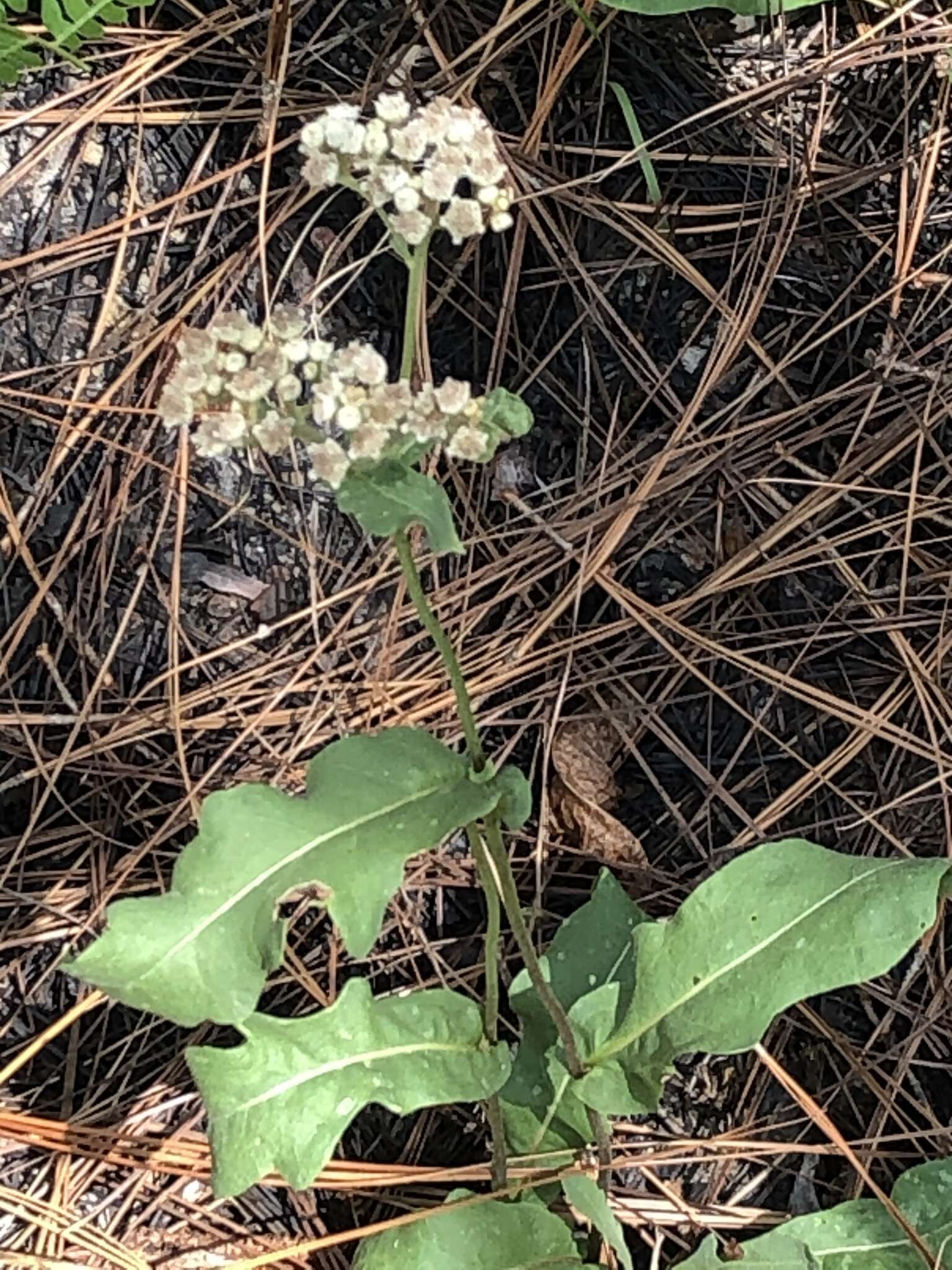 Image of wild quinine