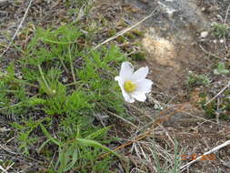 صورة Pulsatilla tenuiloba (Hayek) Juzepczuk