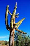 Image of saguaro