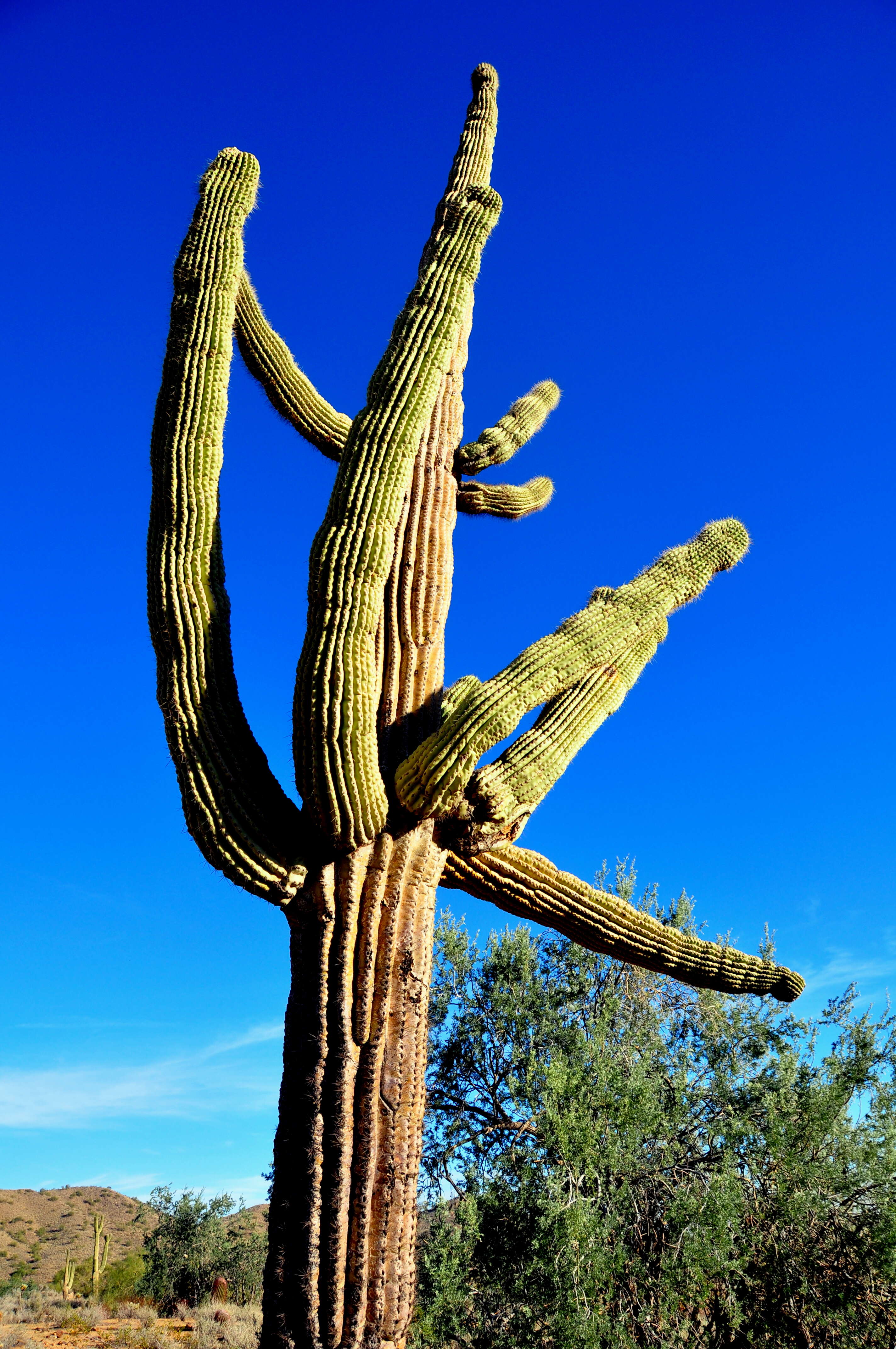 Image of saguaro