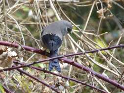 Image of Brown Bullfinch