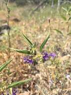 Image de Trichostema laxum A. Gray