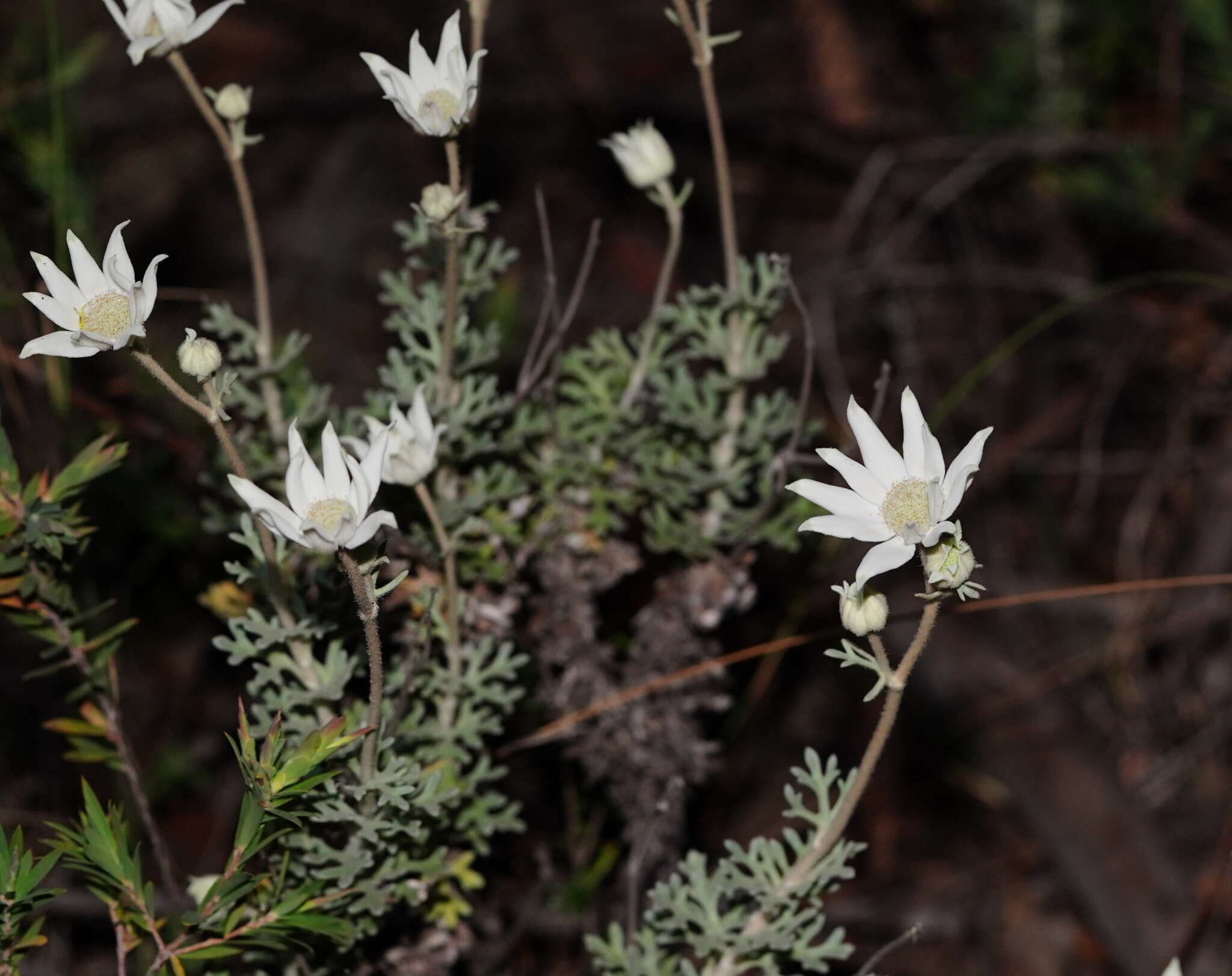 Imagem de Actinotus helianthi Labill.