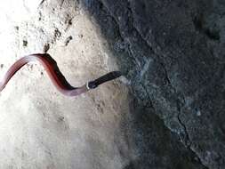 Image of Big Bend Black-headed Snake