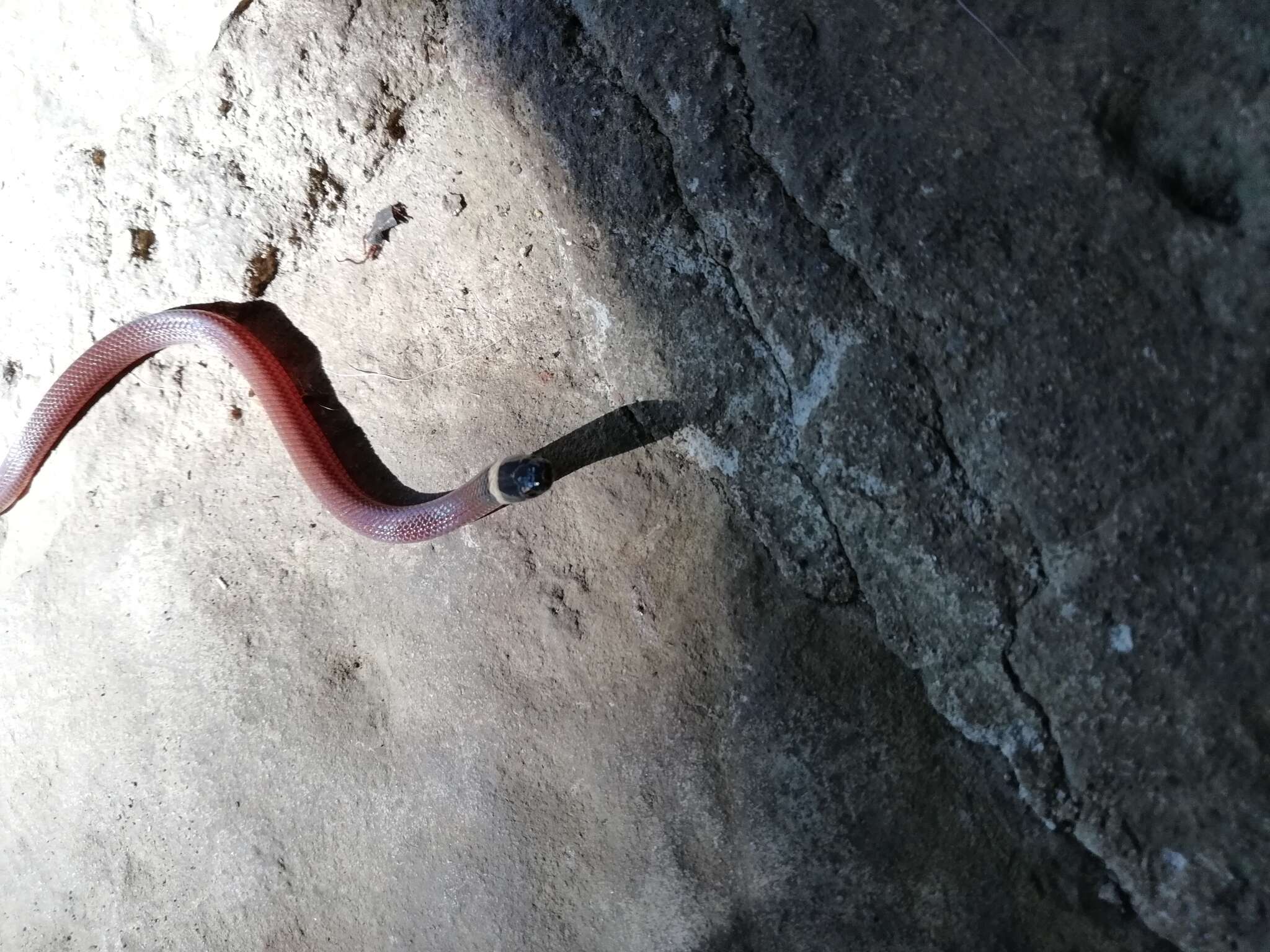 Image of Big Bend Black-headed Snake