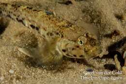 Image of Barehead goby