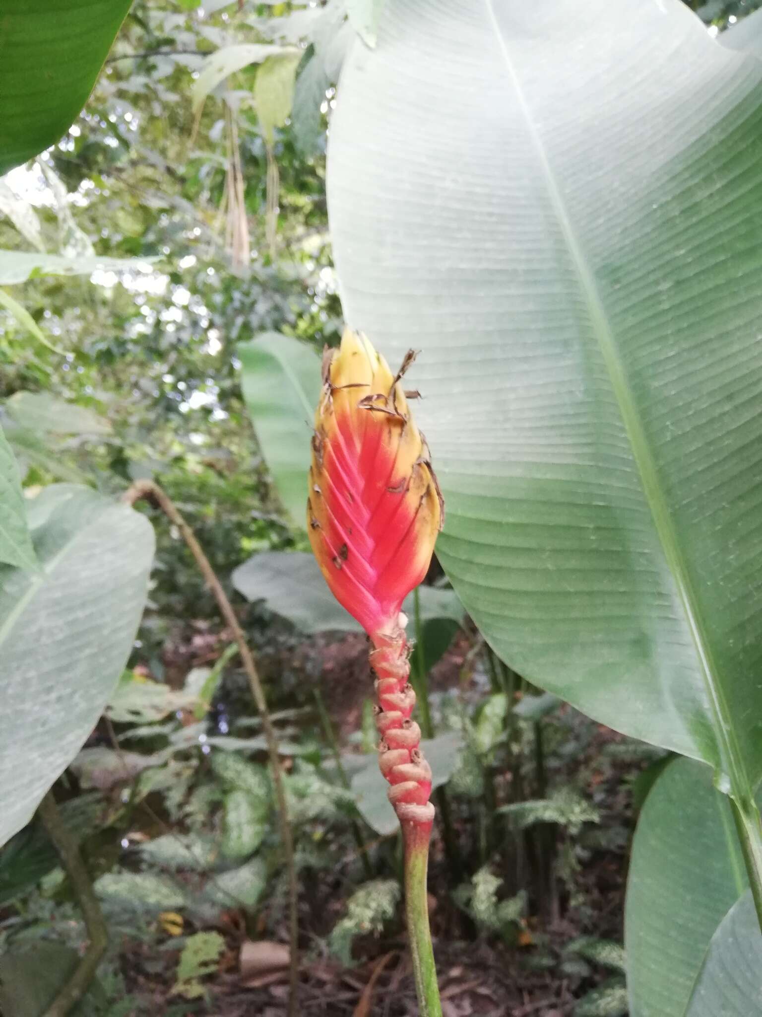 Image of Heliconia episcopalis Vell.