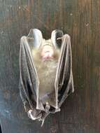 Image of Bi-coloured Leaf-nosed Bat