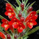 Image of Columnea flexiflora L. P. Kvist & L. E. Skog