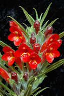 Image of Columnea flexiflora L. P. Kvist & L. E. Skog