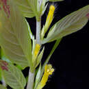 Image of Columnea orientandina (Wiehler) L. P. Kvist & L. E. Skog