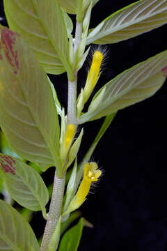 Image of Columnea orientandina (Wiehler) L. P. Kvist & L. E. Skog