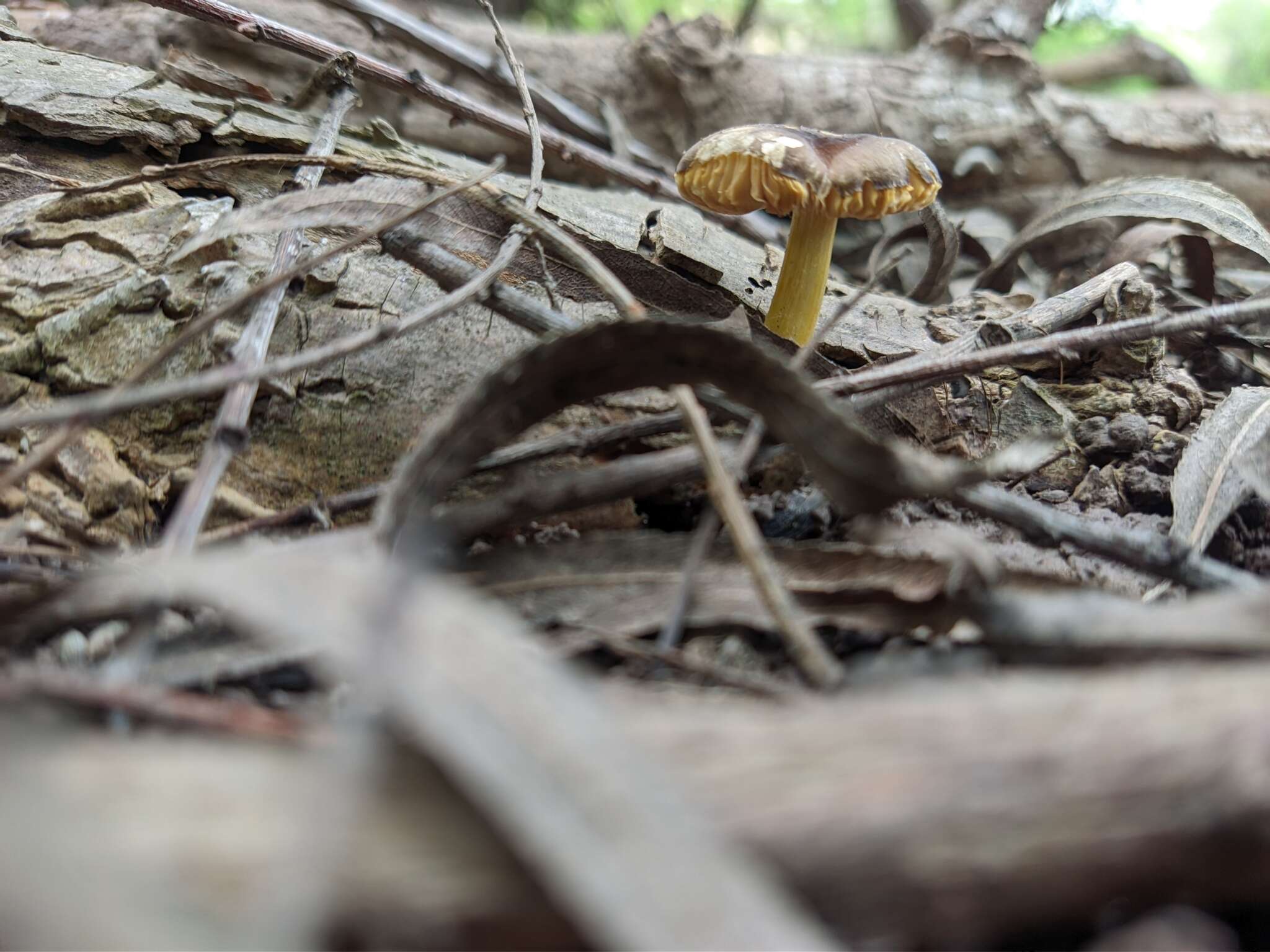 Pluteus globiger Singer 1952的圖片