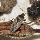 Rhyparochromus (Xanthochilus) quadratus quadratus (Fabricius & J. C. 1798) resmi