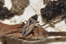 Rhyparochromus (Xanthochilus) quadratus (Fabricius & J. C. 1798) resmi