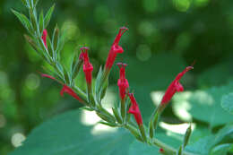 Image of pineapple sage