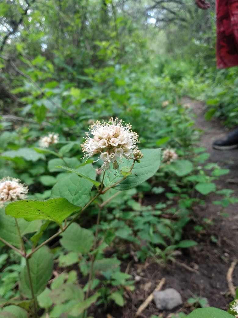 Image of Pisoniella arborescens (Lag. & Rodr.) Standl.