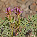 صورة Astragalus beckwithii var. purpureus M. E. Jones