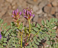 صورة Astragalus beckwithii var. purpureus M. E. Jones