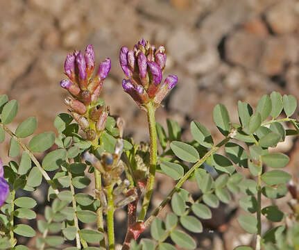 Sivun Astragalus beckwithii var. purpureus M. E. Jones kuva