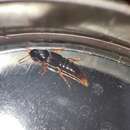 Image of Rove beetle