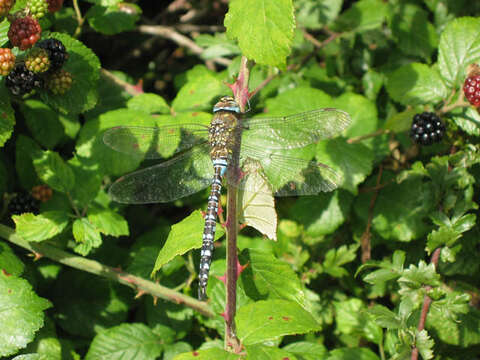 Image of Migrant Hawker