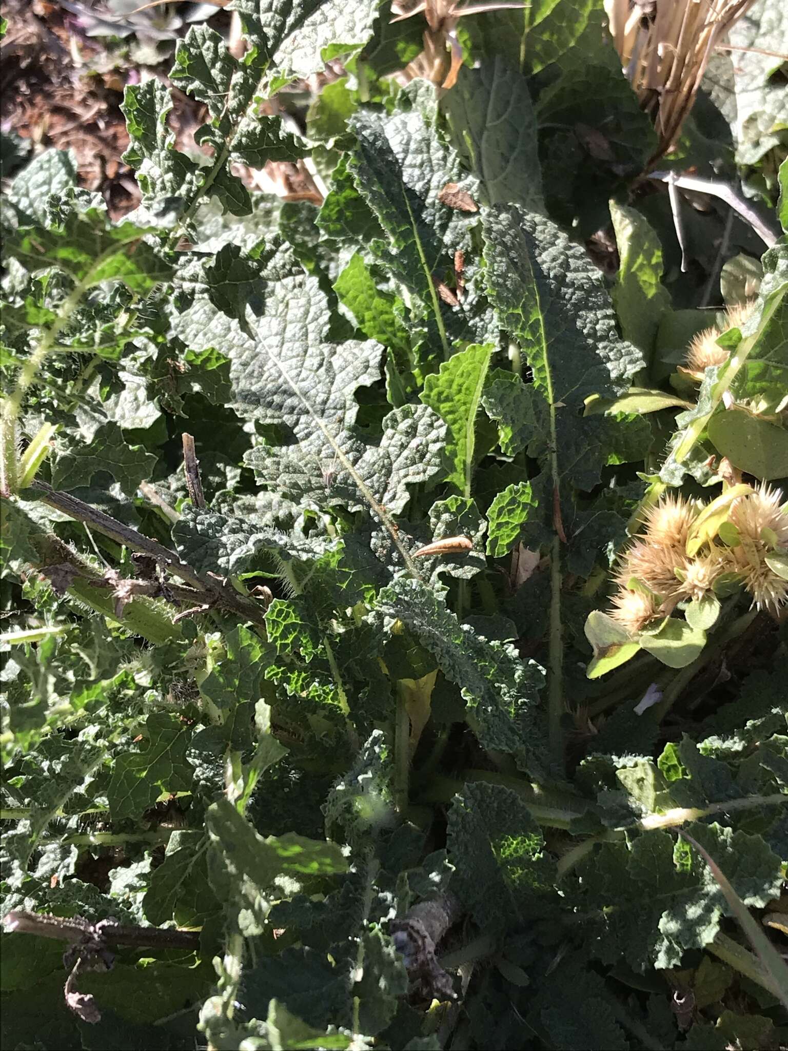 Image of Salvia runcinata L. fil.