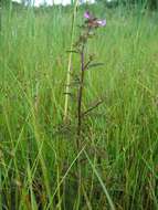 Image of Lousewort