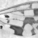 Image of Heteroconis ornata Enderlein 1905