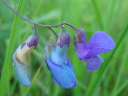 Imagem de Lathyrus palustris L.