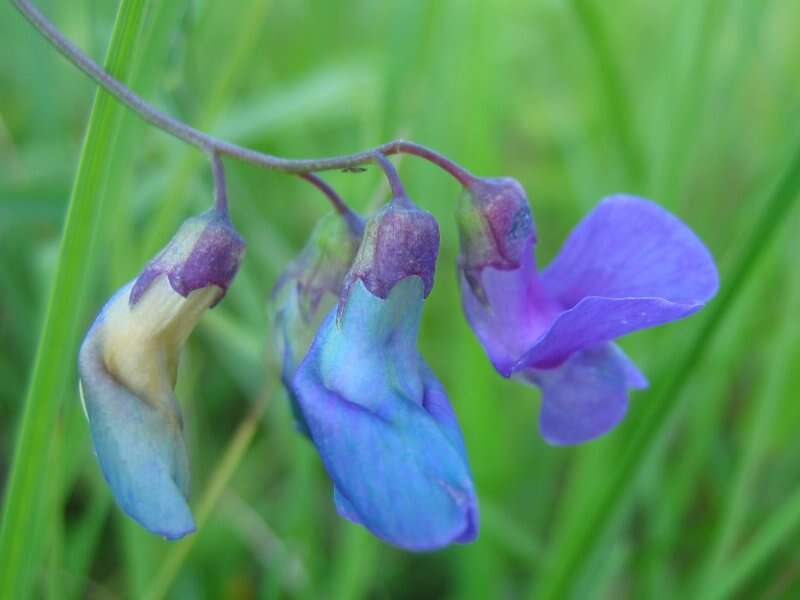 Imagem de Lathyrus palustris L.