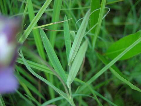 Imagem de Lathyrus palustris L.