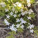 Image of slender myoporum