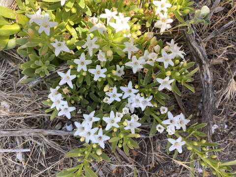 Image of slender myoporum