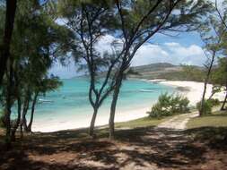 Image of beach sheoak