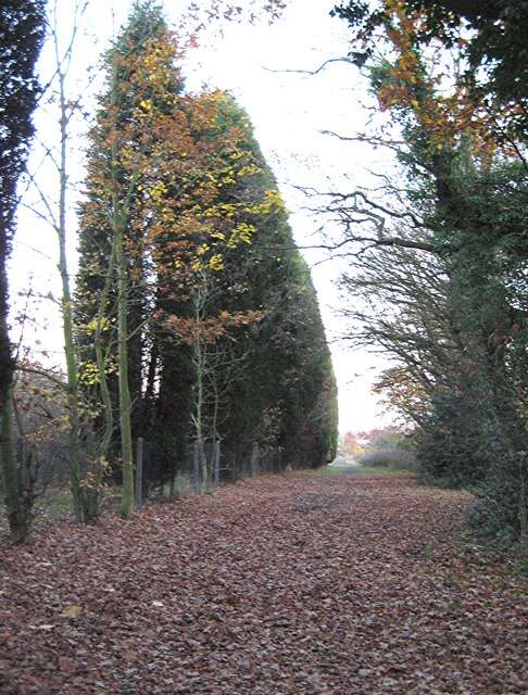 Image of Cupressus × leylandii