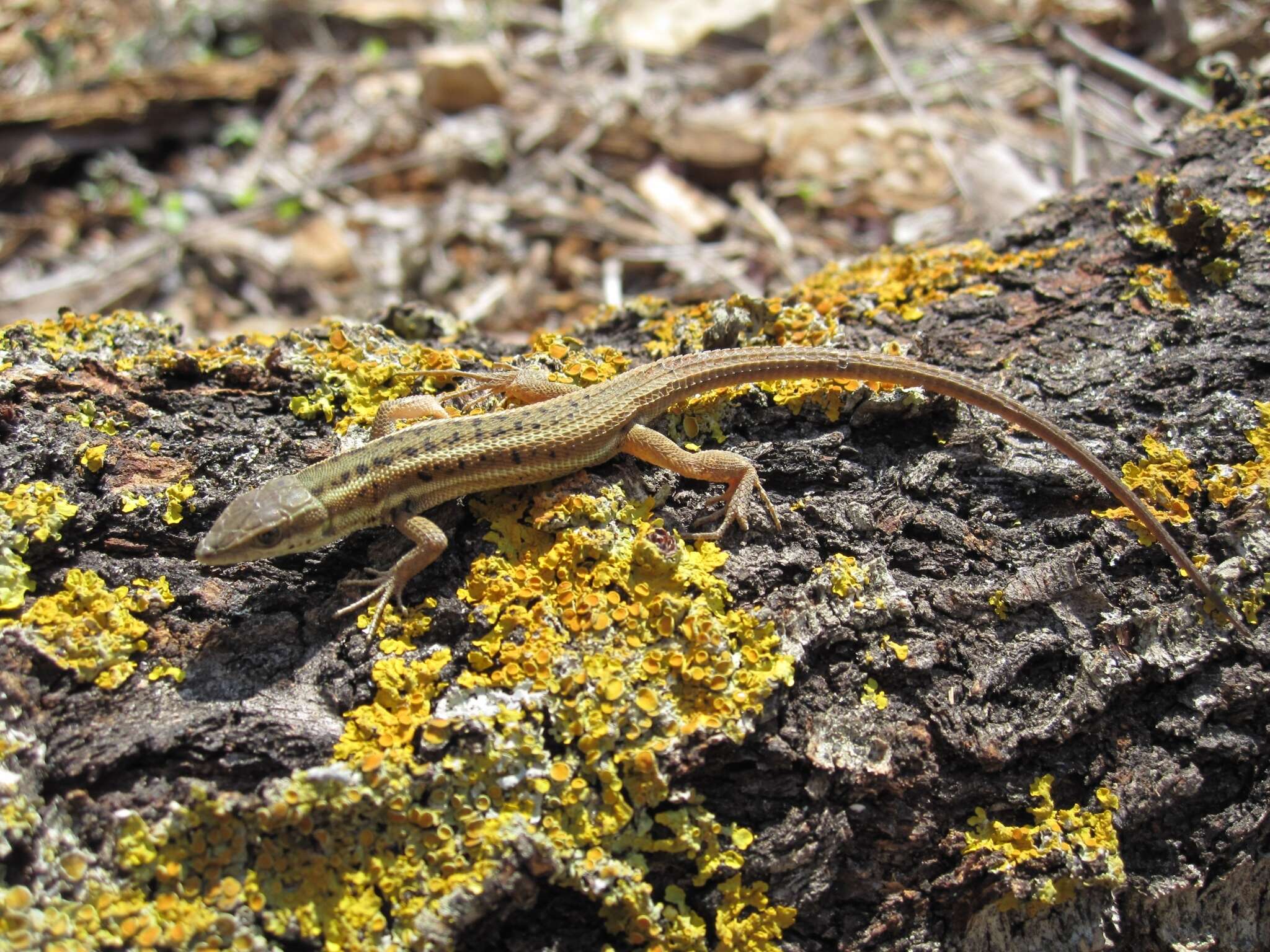 Image of Ophisops elegans ehrenbergii (Wiegmann 1835)