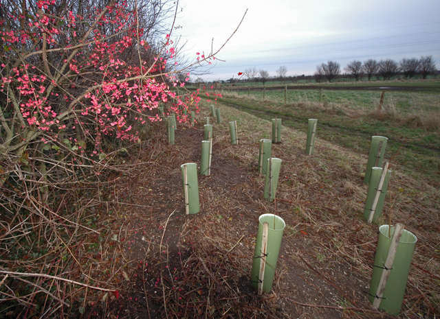 Image of Common spindle tree