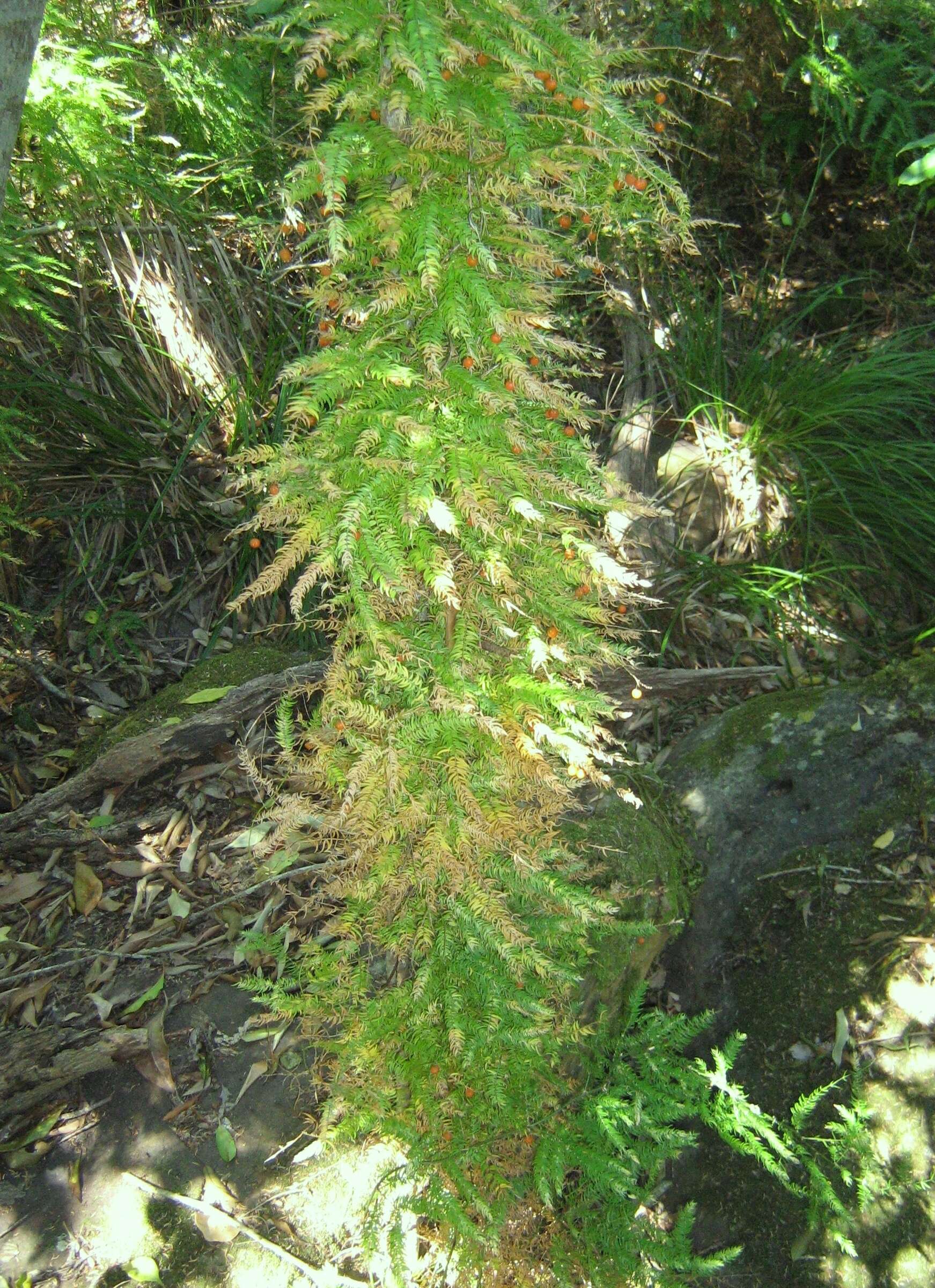 Image of Asparagus scandens Thunb.