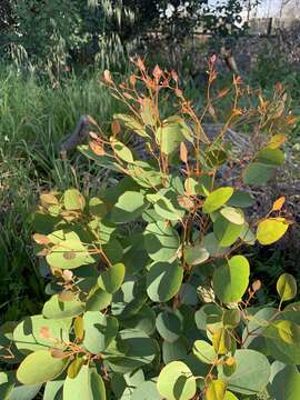 Imagem de Eucalyptus cladocalyx F. Müll.